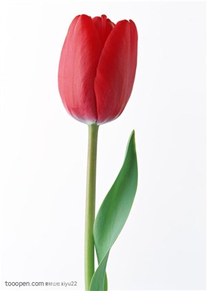 花卉物语-一支红色的郁金香