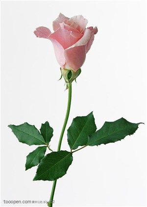花卉物语-斜放粉色玫瑰花