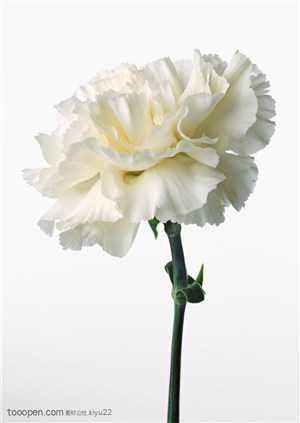 花卉物语-一朵白色的康乃馨
