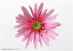 花卉物语-一朵粉色菊花