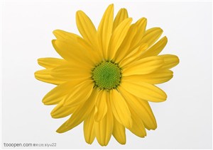 花卉物语-一朵黄色的菊花