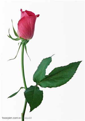 花卉物语-一朵漂亮的玫瑰花苞