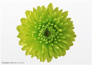 花卉物语-一朵绿色菊花