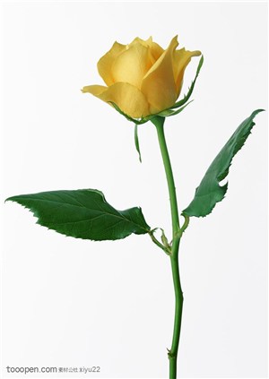 花卉物语-一朵盛开的黄色玫瑰花