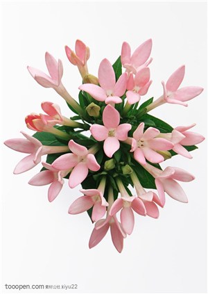 花卉物语-一束漂亮的水仙花