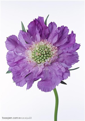 花卉物语-一朵漂亮的紫色花朵