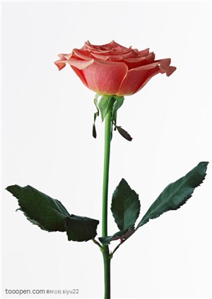 花卉物语-一只漂亮的玫瑰花