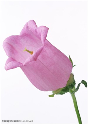 花卉物语-紫色的灯笼花