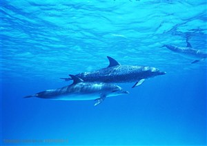 海洋生物-两只海豚在蓝色的海里一前一后的游行