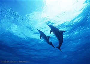海洋生物-仰视两只在一起玩耍的海豚