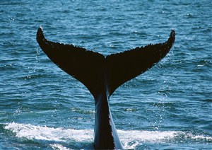 潜入海水里的鲸鱼尾巴