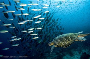 一只海龟游动在鱼群中