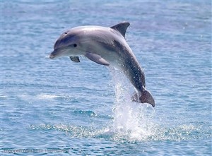 海洋生物-从水里跳跃起来的海豚特写