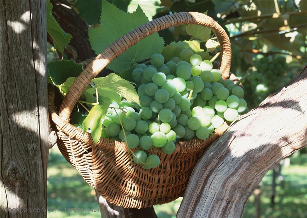 新鲜水果-架子葡萄藤架子上的一篮青葡萄
