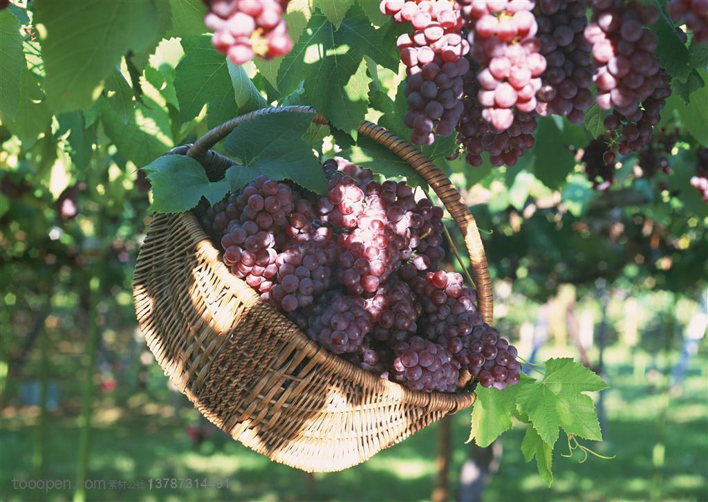 新鲜水果-挂在葡萄藤上的一篮紫葡萄