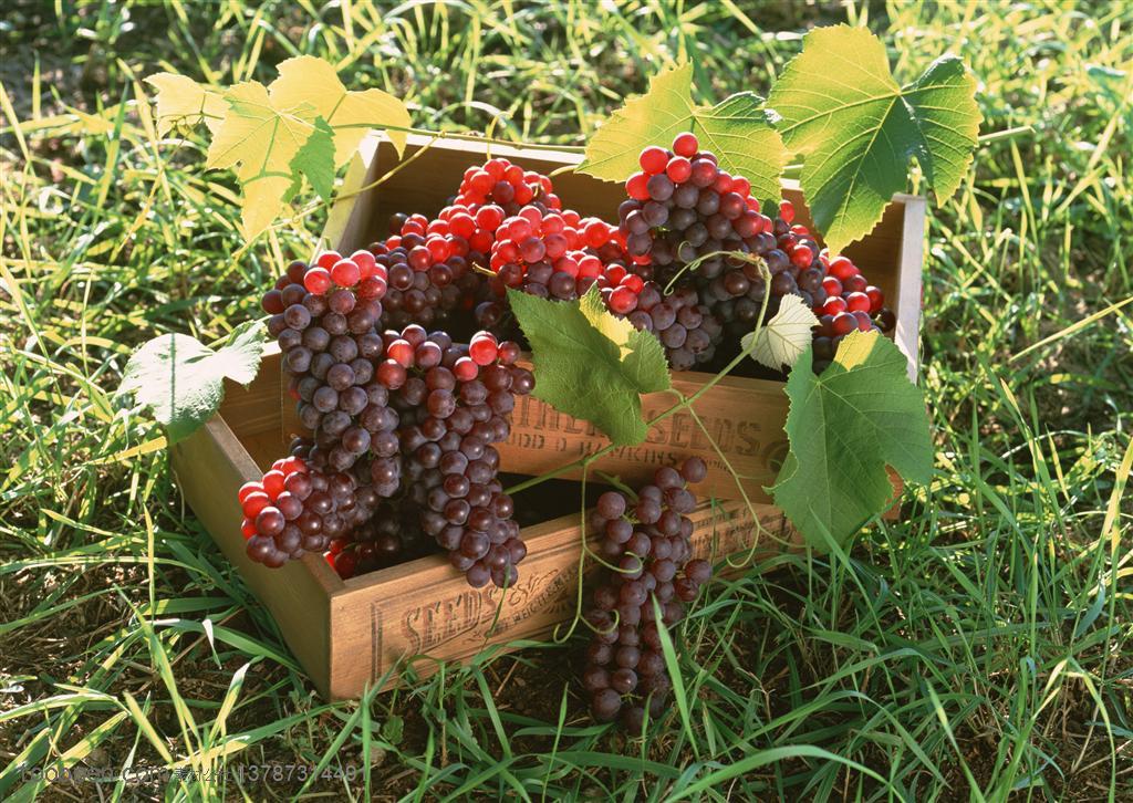 新鲜水果-草地上的木质盒子里装着采摘好的红葡萄