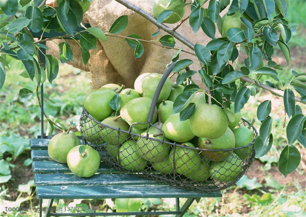 新鲜水果-梨树下小凳子上的铁篮子里装满了梨子