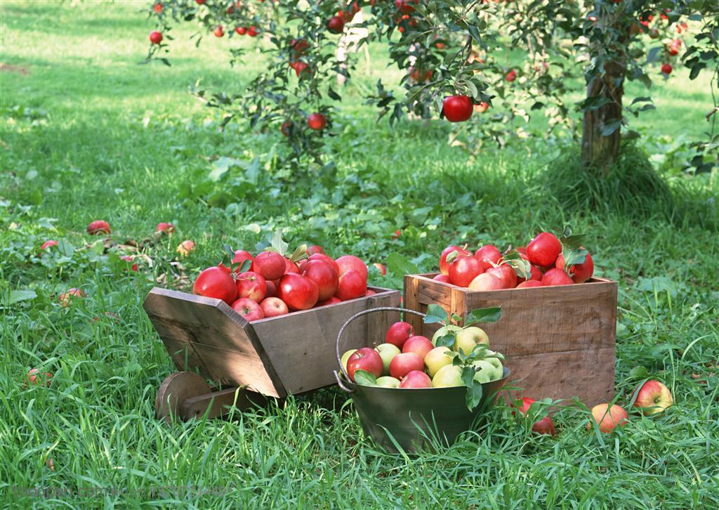 新鲜水果-苹果树下的草地上两个木质盒子和一个铁桶里装满了苹果