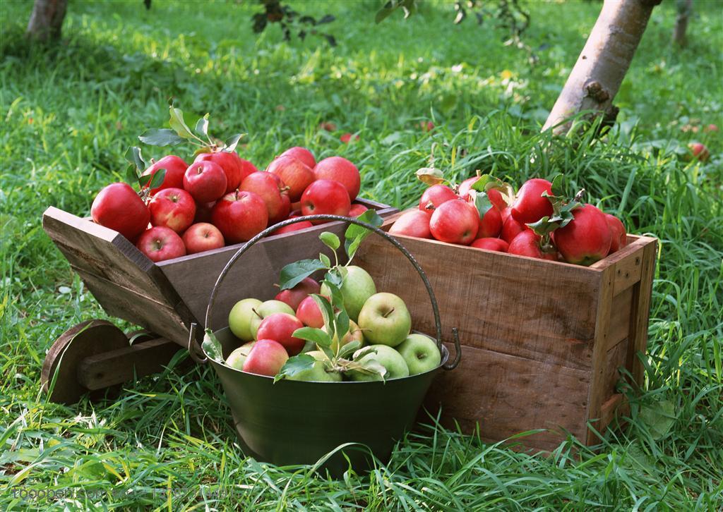 草地上的两个木质盒子里装着红苹果铁桶里装着青苹果