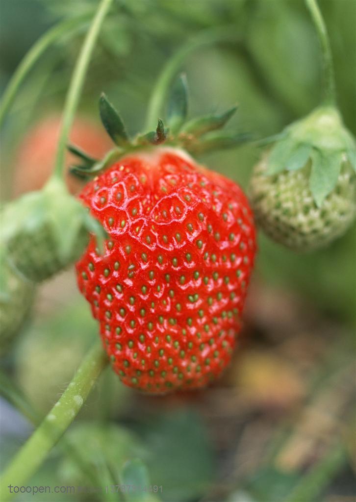 新鲜水果-在藤上的草莓特写