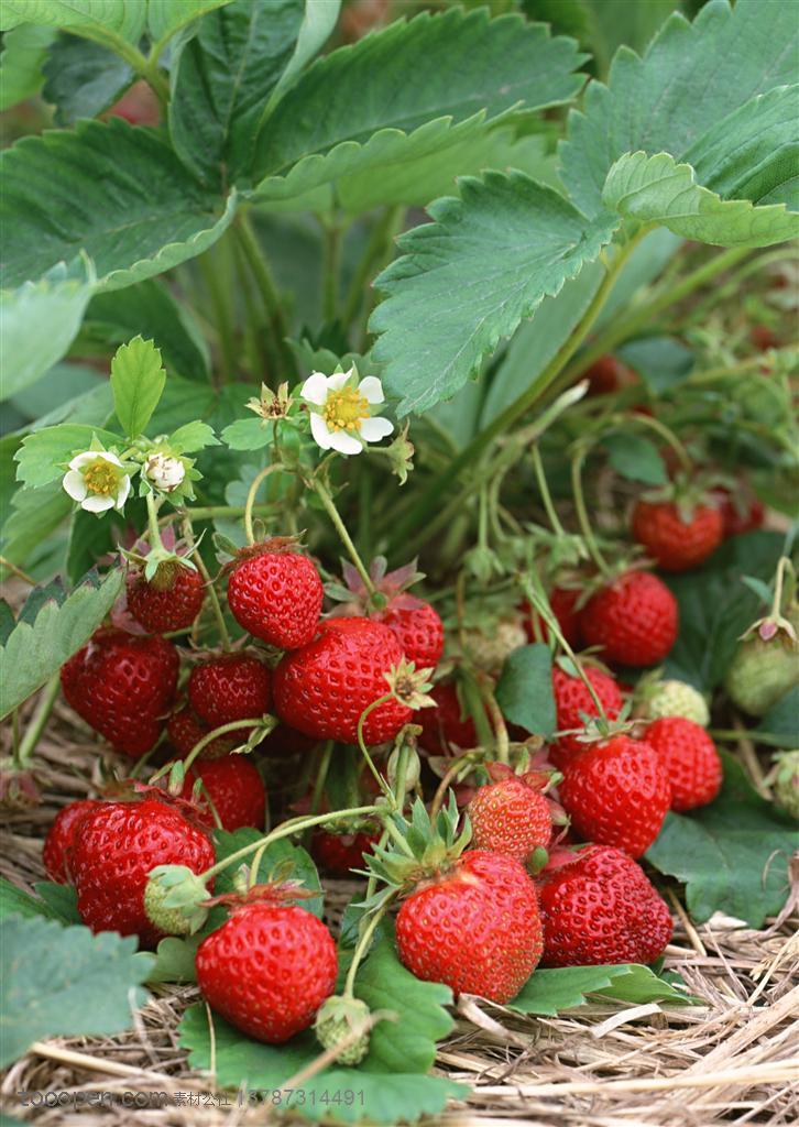 新鲜水果-在草莓地里的藤上挂满了红草莓