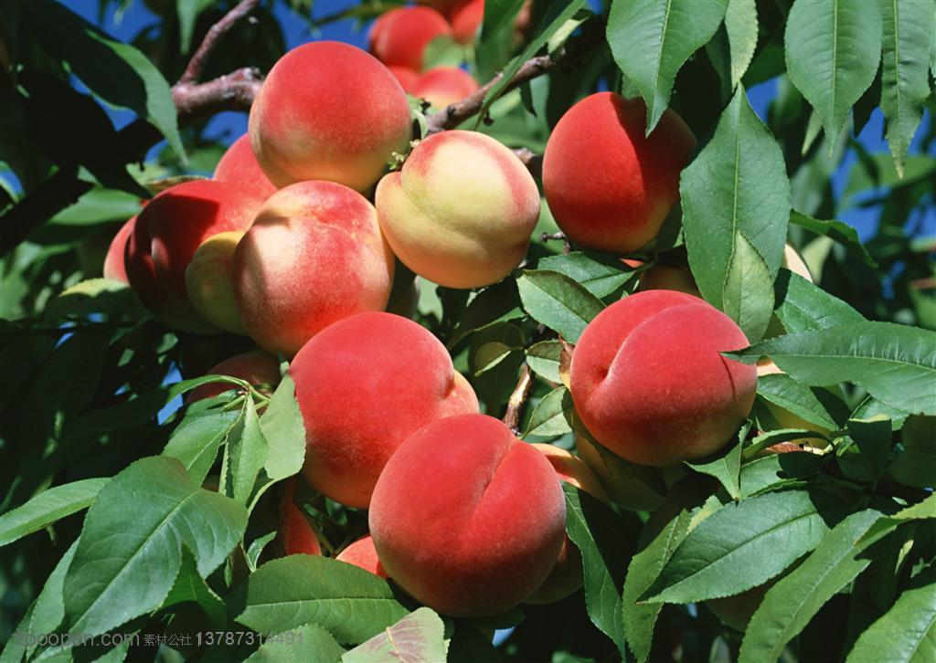 新鲜水果-桃树上的熟透的桃子特写