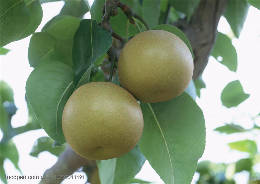 新鲜水果-果树的枝条上挂着两个梨子