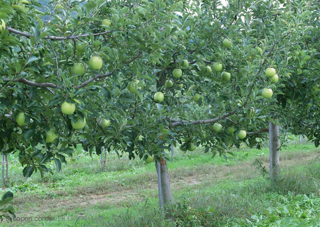 新鲜水果-一片苹果树林挂满了青苹果