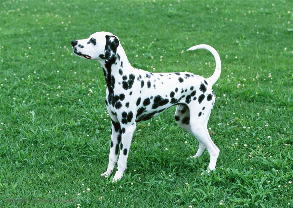 中型犬-草地上站立的狗狗