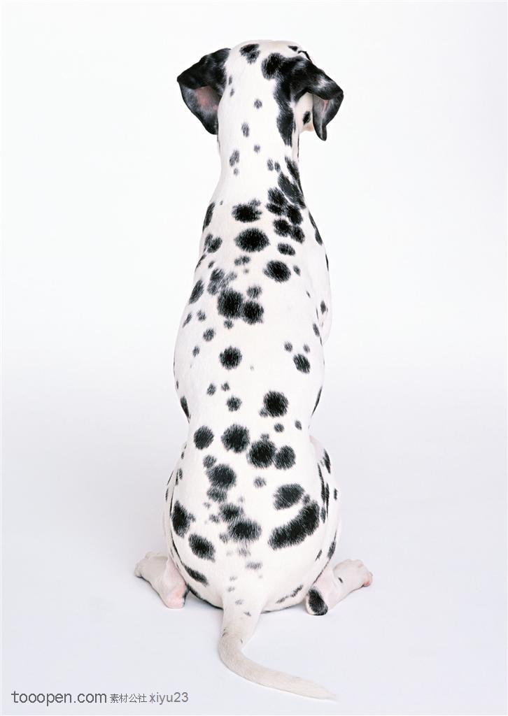 中型犬-可爱的斑点狗背面