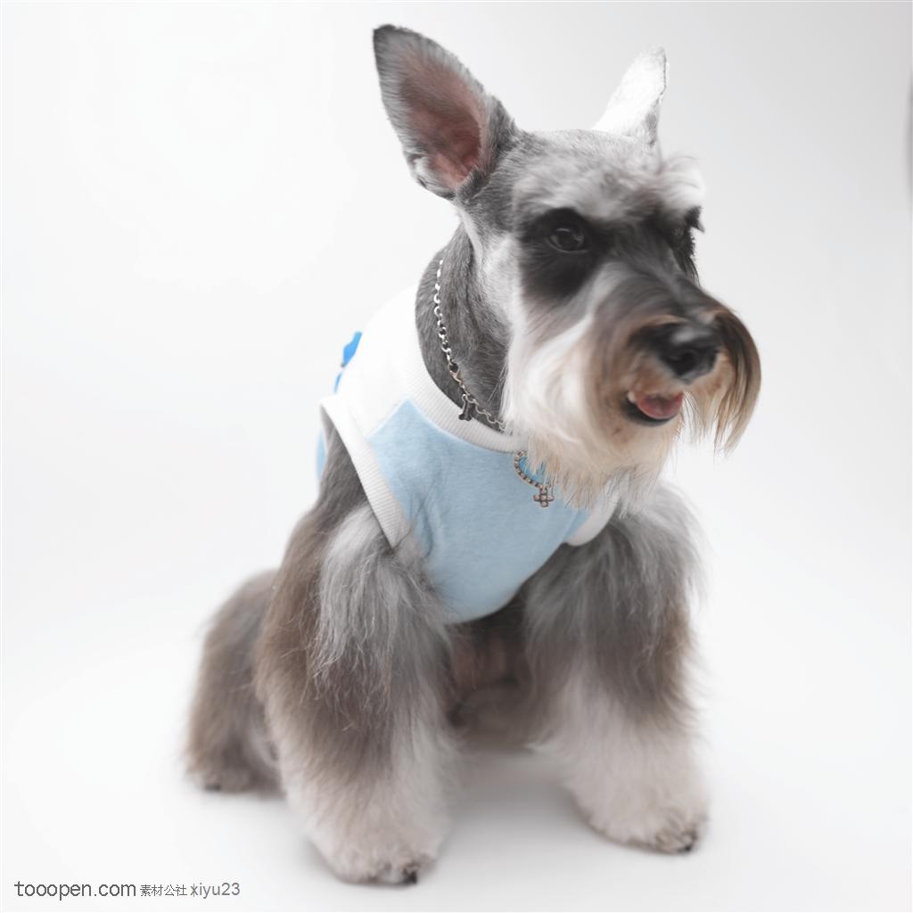 迷你犬-低头的灰色苏格兰梗小型宠物狗