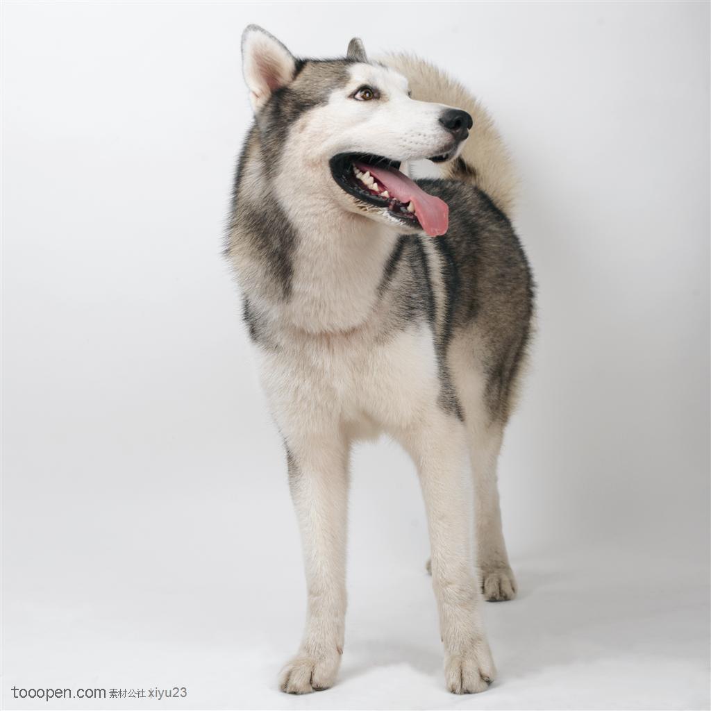 大型犬-歪头伸着舌头极地雪橇犬