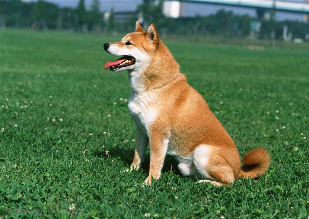 中型犬-坐着草地上的狗狗