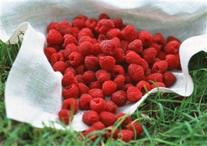 新鲜水果-放在草地上用布包着的红树莓