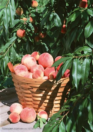 新鲜水果-桃树下的竹编篓子里装着采摘的桃子