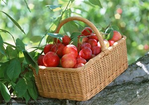 新鲜水果-放在李树上的柳条编织篮里放在采摘的李子特写
