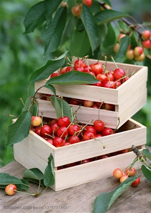 樱桃树下方形木质盒子里装着成熟的樱桃