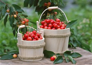 新鲜水果-樱桃树下木质桶子里装着采摘好的樱桃