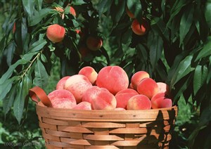 新鲜水果-新鲜水果-桃树下的竹编篓子里装着采摘的桃子特写