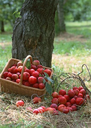 新鲜水果-放在草地上李树边篓子里的李子特写