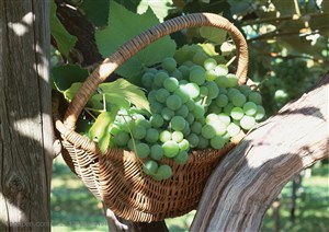 新鲜水果-架子葡萄藤架子上的一篮青葡萄