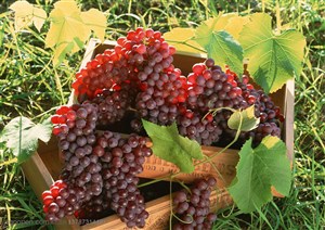 新鲜水果-放在草地上的两个木质盒子里装着红色的葡萄特写