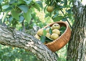 新鲜水果-斜着放在梨树丫中间竹编盆子里的梨子