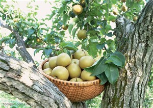 新鲜水果-放在梨树丫中间的竹编盆子里装满了梨子特写