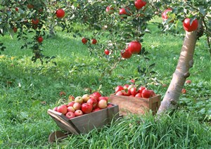 新鲜水果-苹果树下的草地上两个木质盒子里装满了苹果