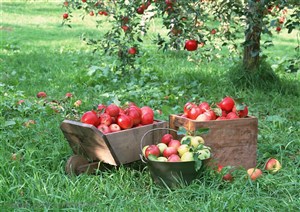 新鲜水果-苹果树下的草地上两个木质盒子和一个铁桶里装满了苹果