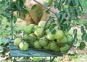 新鲜水果-梨树下小凳子上的铁篮子里装满了梨子