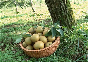 新鲜水果-树下草地上的竹编盆子里装满了梨子