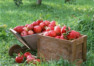 新鲜说过-草地上摆着苹果和两个木质盒子里装满了苹果