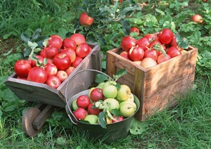 新鲜水果-俯视草地上两个木桶里的红苹果和铁桶里的青苹果
